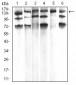PLCG1 Antibody